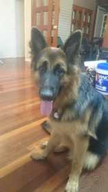 Lost Dog