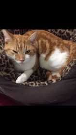Lost Cat