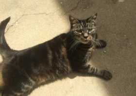 Lost Cat