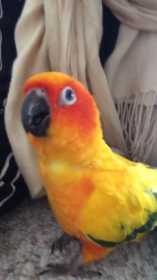 Lost Conure