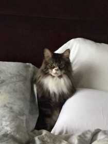 Lost Cat