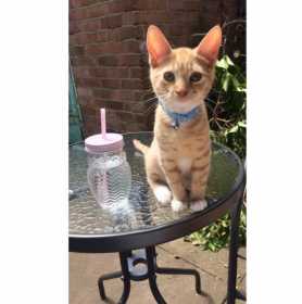 Lost Cat