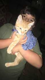 Lost Cat