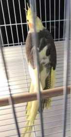 Lost Cockatiel