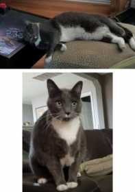 Lost Cat