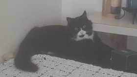 Lost Cat