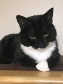 Lost Cat