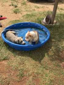 Lost Dog