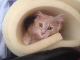 Lost Cat