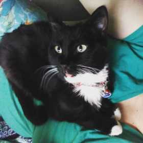 Lost Cat
