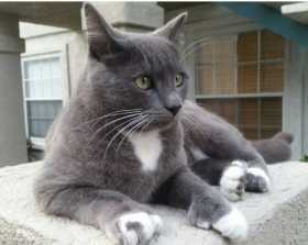 Lost Cat