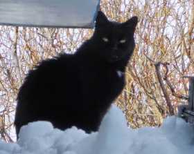 Lost Cat
