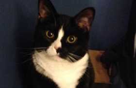 Lost Cat