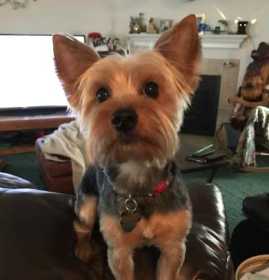 Lost Dog