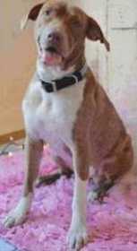 Lost Dog