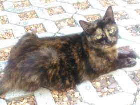 Lost Cat