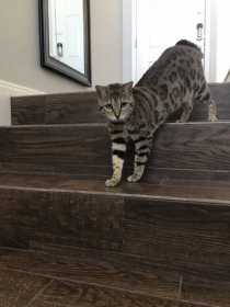 Lost Cat
