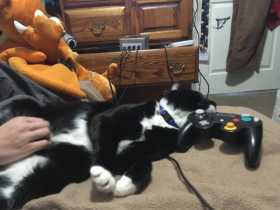 Lost Cat