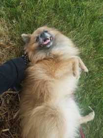 Lost Dog
