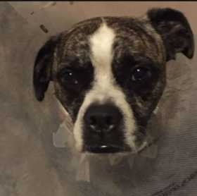 Lost Dog