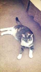 Lost Cat