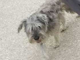 Lost Dog