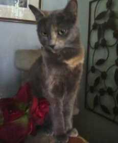 Lost Cat