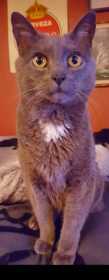 Lost Cat