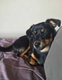 Lost Dog