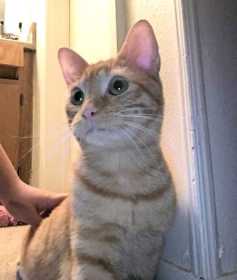 Lost Cat