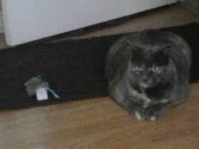 Lost Cat