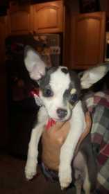 Lost Dog
