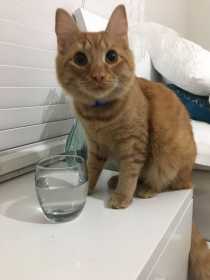 Lost Cat