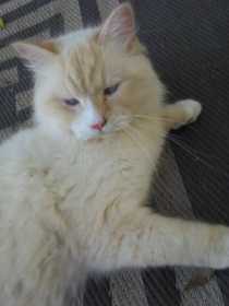 Lost Cat