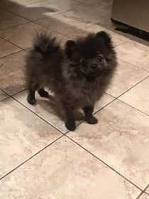 Lost Dog