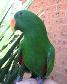 Lost Eclectus