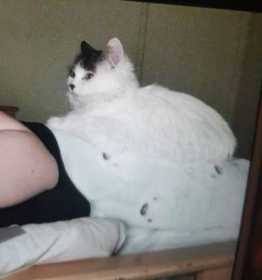 Lost Cat