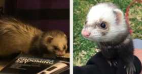 Lost Ferret