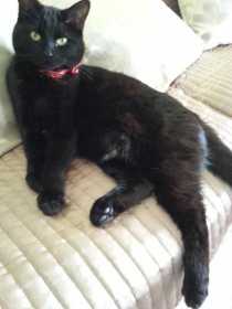 Lost Cat