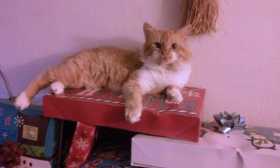 Lost Cat