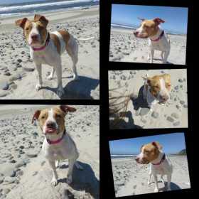 Lost Dog