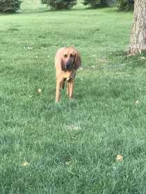 Lost Dog