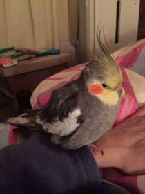 Lost Cockatiel