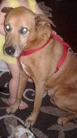 Lost Dog
