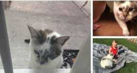 Lost Cat