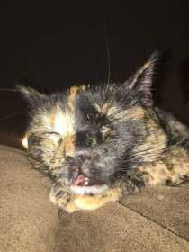 Lost Cat