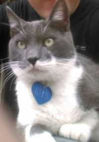 Lost Cat