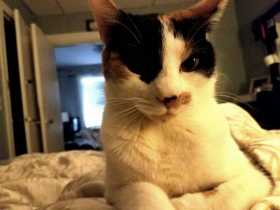 Lost Cat