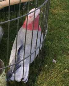 Lost Galah Cockatoo