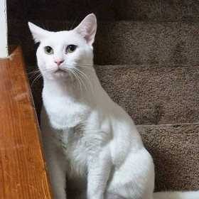 Lost Cat
